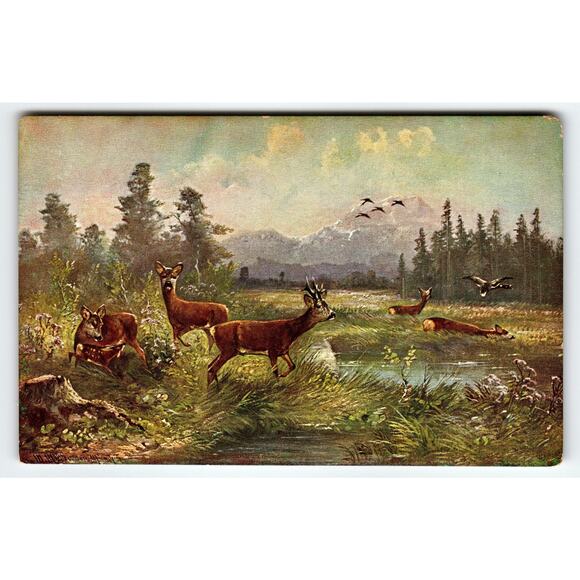 Signed Muller Artist Card Deer Scene Vintage Postcard Serie 494 - Picture 1 of 2